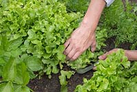 Harvesting Lettuce 'Ashbrook' - Lactuca sativa