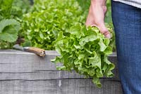 Holding harvested Lettuce 'Ashbrook' - Lactuca sativa