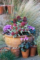 Terracotta containers with winter planting. including Skimmia japonica 'Magic Marlot', Skimmia japonica, Cyclamen hederifolium, Erica 'George Rendall' and ornamental cabbage.