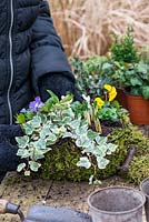 Planting a January Basket. Step 5: Fill in the gaps with long lasting violas and Eranthis hyemalis, winter aconites