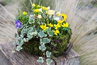 A January basket planted with Crocus 'Cream Beauty', Vinca major, Eranthis hyemalis, Viola 'Penny Lane Mixed' and variegated ivy.
