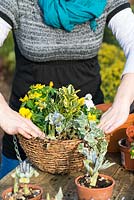 Planting a February hanging basket. Completed basket with winter aconite, white viola, Crocus 'Cream Beauty', variegated ivy, Iris reticulata 'Katharine Hodgkin' and Euonymus fortunei.
