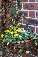 Winter hanging basket planted with winter aconite, white viola, Crocus 'Cream Beauty', variegated ivy, Iris reticulata 'Katharine Hodgkin' and Euonymus fortunei.