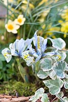 Winter planting combination of Iris reticulata 'Katharine Hodgkin', Crocus 'Cream Beauty' and variegated ivy.