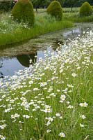 Leucanthemum vulgare - Oxeye daisies on wild bank