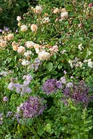 Rosa 'Buff Beauty' and Allium Christophii in border