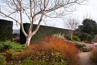Betula costata, Cornus sericea 'Kelseyi and ericas,  The Winter Garden at RHS Garden Rosemoor.