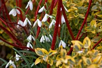 Galanthus 'Atkinsii' - Snowdrops amongst Euonymus fortunei 'Emerald 'n' Gold' and Cornus alba 'Sibirica'. RHS Rosemoor