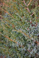 Juniperus chinensis 'Blue Alps'. RHS Rosemoor