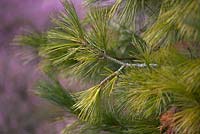 Pinus strobus 'Densa'. RHS Rosemoor