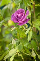 Rosa 'Rhapsody in Blue'. Hope House, Caistor, Lincolnshire