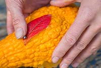 Use a small nail to pin the autumnal leaves to the sides of the Gourd