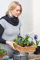 Planting an April Container. Tray of all-blue flowering bulbs: Scilla siberica, Puschkinia libanotica, Muscari 'Peppermint', Hyacinth 'Peter Stuyvesant' and Ipheion 'Rolf Fiedler'.