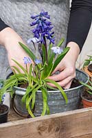 Planting an April Container. Step 4: planting Hyacinth 'Peter Stuyvesant' in the centre.