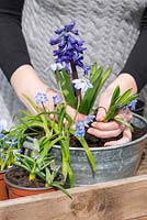 Planting an April Container. Step 5: planting the scillas at the base of the hyacinth.