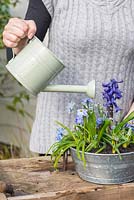 Watering an April Container of all-blue bulbs: Scilla siberica, Puschkinia libanotica, Muscari 'Peppermint', Hyacinth 'Peter Stuyvesant' and Ipheion 'Rolf Fiedler'.