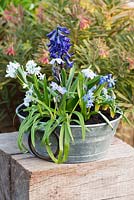 April container planted with all blue bulbs:  Scilla siberica, Puschkinia libanotica, Muscari 'Peppermint', Hyacinth 'Peter Stuyvesant' and Ipheion 'Rolf Fiedler'.