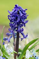 Hyacinthus 'Peter Stuyvesant', hyacinth, amidst Ipheion uniflorum