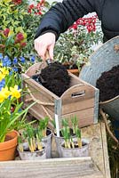 Planting a March Container. Step 2: fill the lined wooden box with general purpose compost.