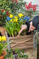 Planting a March Container. Step 4: plant the daffodils at the front of the box, wedging the bulbs tightly together.