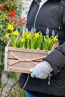 Planting a March Container. A wooden planter with an early spring display of Narcissus 'Tete a Tete' and blue grape hyacinth, Muscari ameniacum.