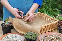 Planting a basket with succulents. Step 2: line the basket with Hessian, to both retain gravel and compost, and create neutral backdrop behind basket weave.