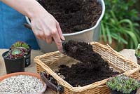 Planting a basket with succulents. Step 4: fill the basket with compost, to within 5cm of the top.