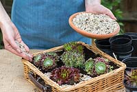 Planting a basket with succulents. Step 6: sprinkle gravel over the compost, especially between the compost and fleshy leaves.