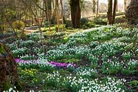Snowdrops and cyclamen at Colesbourne Park, Gloucestershire