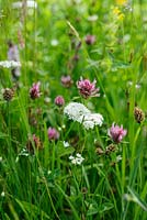 Oenanthe pimpinelloides - Corky-fruited Water-dropwort and Trifolium pratense - Red Clover