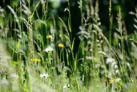 Leontodon hispidus, Meadow Grasses and Leucanthemum vulgare - Ox-eye Daisy