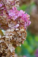 Hydrangea paniculata Vanille Fraise 'Renhy' - flowers fading to brown in autumn