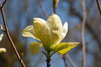 Magnolia denudata Yellow river 'Fei Huang'