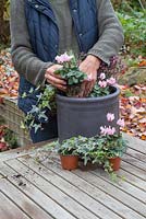 Planting Cyclamen into container