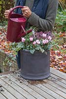 Watering freshly planter container featuring Conifer, Cyclamen, Carex comans 'Frosted Curls', Variegated Ivy and Hebe 'Hot Shot' Hey Beauty series