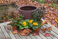 Materials required for planting a Winter Container with Primula. Featuring Carex buchananii, Fern, Primula, Pieris 'Forest Flame' and Rhododendron obtusum 'Canzonetta' - Japanese Azalea