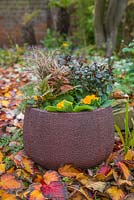 Winter Container featuring Carex buchananii, Fern, Primula, Pieris 'Forest Flame' and Rhododendron obtusum 'Canzonetta' - Japanese Azalea