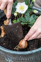 Planting a winter container. Step 1: Daffodil bulbs are planted deeply in the pot, round a central Helleborus niger 'Christmas Carol', and trailing variegated ivy.
