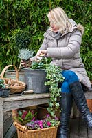 Planting a winter container. Step 3: Silver-leaved Calocephalus 'Silver Sand' is planted alongside Cyclamen persicum, trailing variegated ivy and Helleborus niger 'Christmas Carol'.