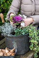 Planting a winter container. Step 5: Finally, a red ornamental cabbage is lowered into the middle, amongst white Cyclamen persicum, silver-leaved Calocephalus 'Silver Sand', trailing variegated ivy and Helleborus niger 'Christmas Carol'.