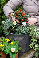 Planting a winter container. Step 7: As an alternative centrepiece, an orange berried Solanum pseudocapsicum or Christmas cherry is placed amidst all-white Cyclamen persicum, silver-leaved Calocephalus 'Silver Sand', trailing variegated ivy and Helleborus niger 'Christmas Carol'.