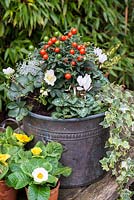 Planting a winter container. An  orange berried Solanum pseudocapsicum or Christmas cherry is placed amidst all-white Cyclamen persicum, silver-leaved Calocephalus 'Silver Sand', trailing variegated ivy and Helleborus niger 'Christmas Carol'