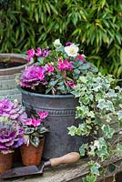 Planting a winter container. Pink Cyclamen hederifolium, winter violas, trailing variegated ivy and white Helleborus niger 'Christmas Carol'. In pots in front, ornamental cabbage and pink cyclamen.
