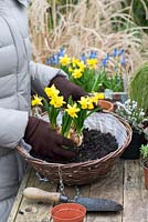 Planting a late winter wicker hanging basket. Step 2 : Gently remove the Narcissus 'Tete-a-Tete' bulbs from their pots and tease out the roots. As they are tall, place near the middle of the basket but leave a small space right in the centre.