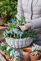 Planting a February basket. Step 6: planting snowdrops - Galanthus 'Cowhouse Green' in the centre of the arrangement.