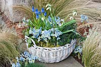 A February basket planted with Galanthus 'Cowhouse Green', Muscari armeniacum, Lithodora diffusa 'Heavenly Blue', Iris reticulata 'Katharine Hodgkin and ivy.