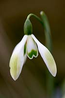 Galanthus 'Cowhouse Green', snowdrop, a bulb flowering in February.