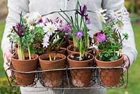 Planting a March hanging basket. Being carried, 12 vintage terracotta pots in wire basket, planted with Chionodoxa forbesii 'Pink Beauty', Crocus 'Ruby Giant', Iris reticulata 'J S Dijt', Anemone blanda, heather and violas.