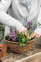 Planting a March hanging basket. Step 3: planting Iris reticulata 'J S Dijt'