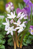 Chionodoxa forbesii 'Pink Giant', bulb, flowering in February and March